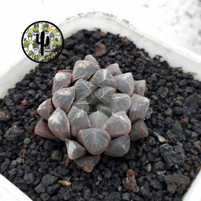 KAKTUS SKULEN - haworthia cooperi