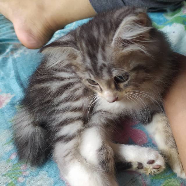 naridhaseptiyaningtiyas