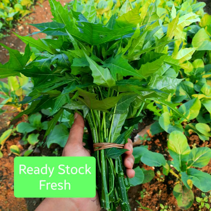 

daun pepaya jepang per ikat
