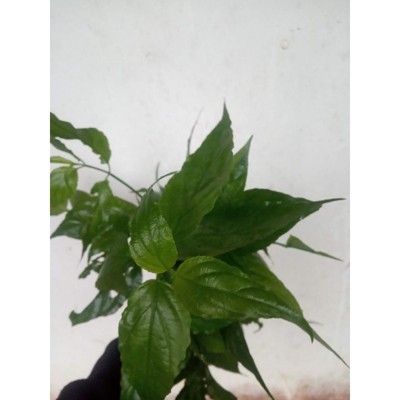 

daun belalay gajah 1000gr