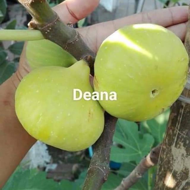 Bibit buah tin / ara