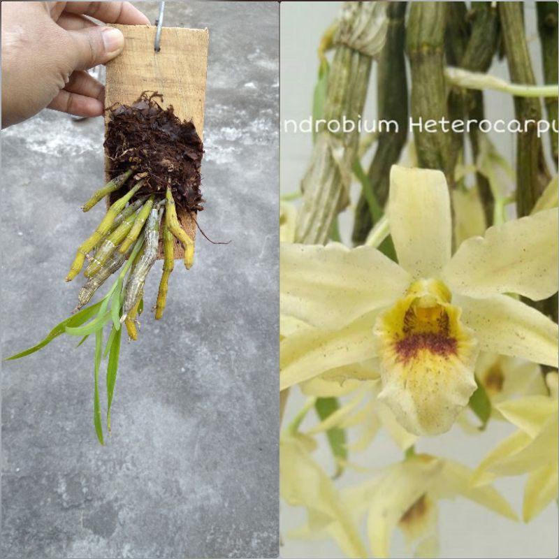 ANGGREK DENDROBIUM HETEROCARPUM