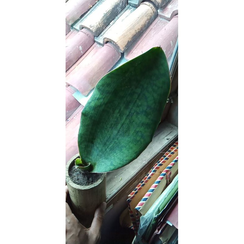 Lidah mertua jumbo / lidah mertua chentong