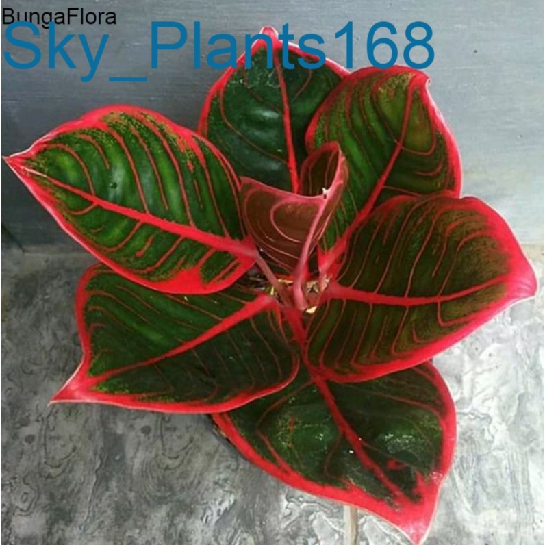 Anakan Aglonema kanza