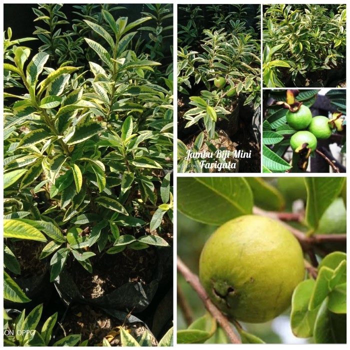 Bibit Jambu biji Mini Farigata hsl cangkok sangat bagus buat Bonsai.