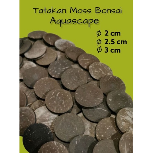 Tatakan Moss Bonsai Aquascape aquarium batok kelapa