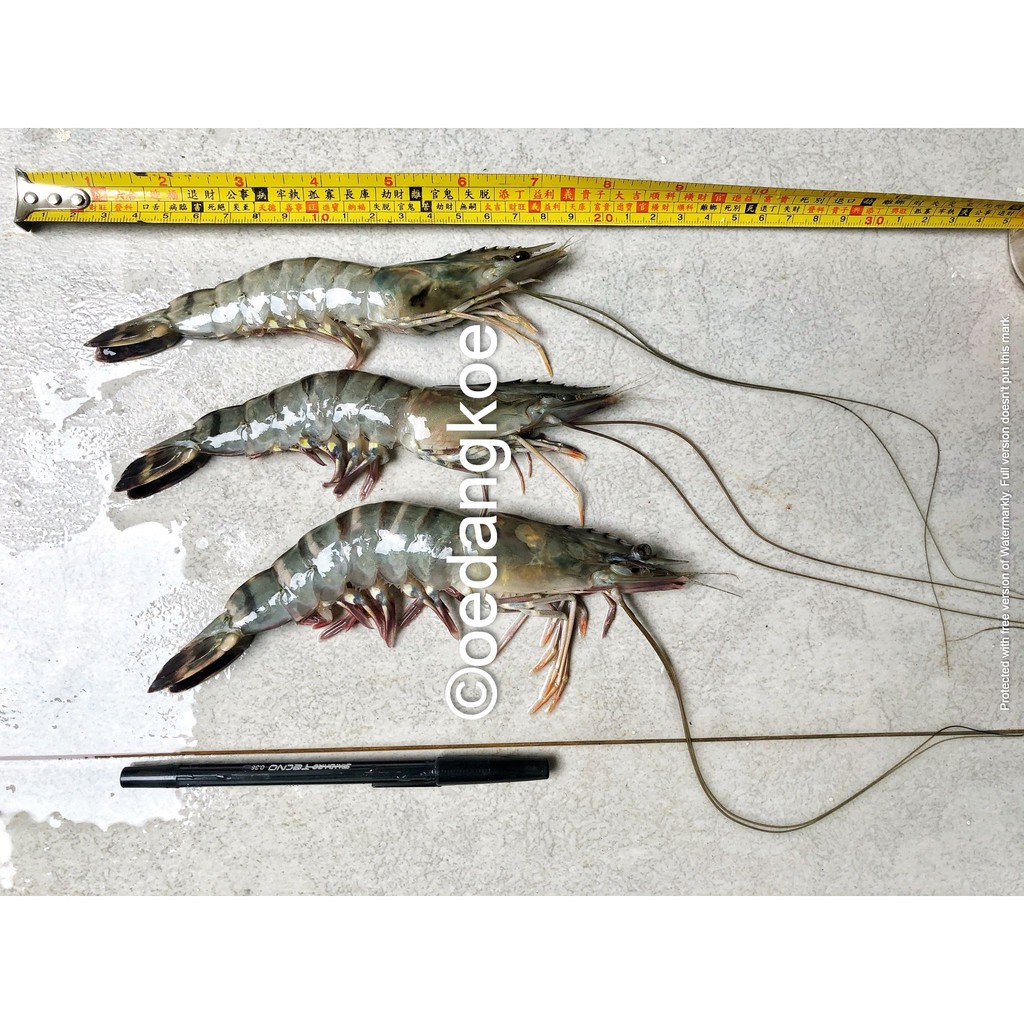 

Udang SEGAR BESAR ! TIGER PRAWN , Windu-Pancet-Size SUPER 15