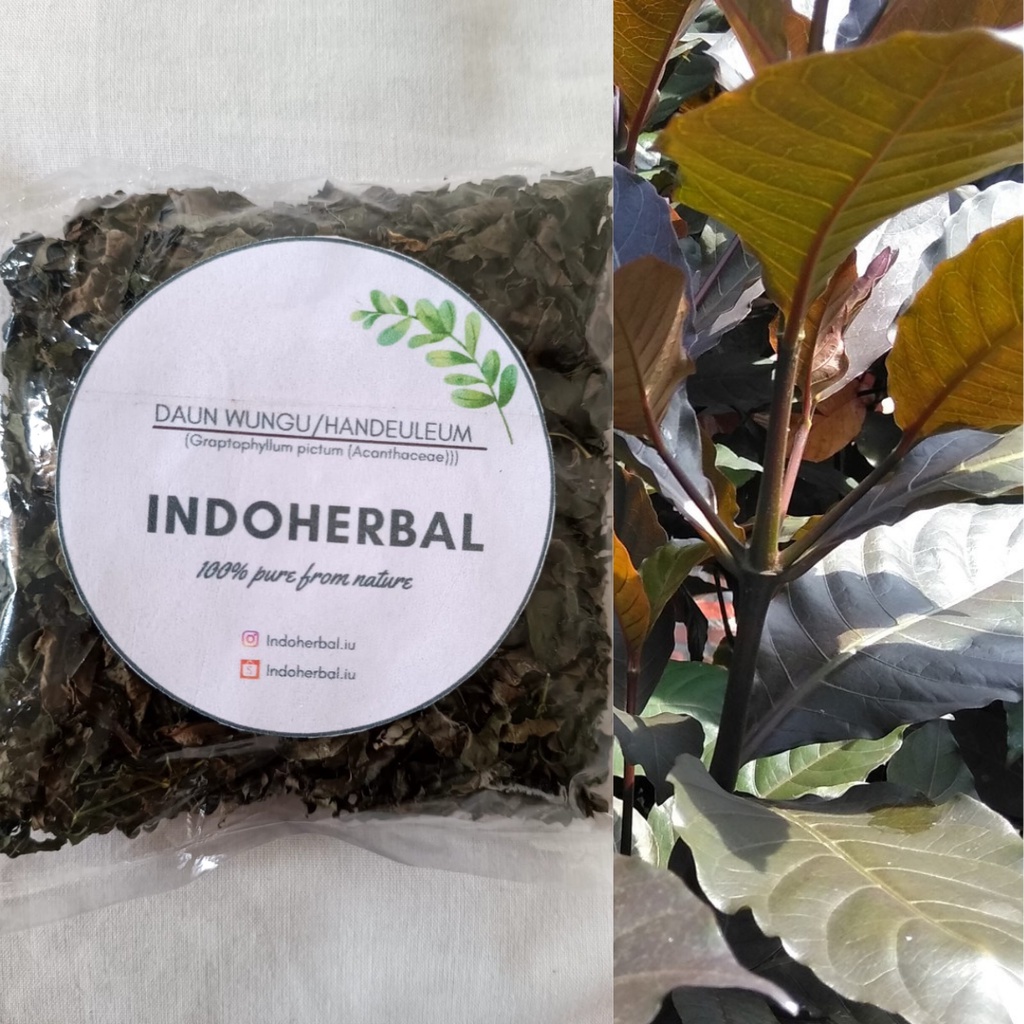 Jual Daun Wungu Kering Graptophyllum Pictum Shopee Indonesia