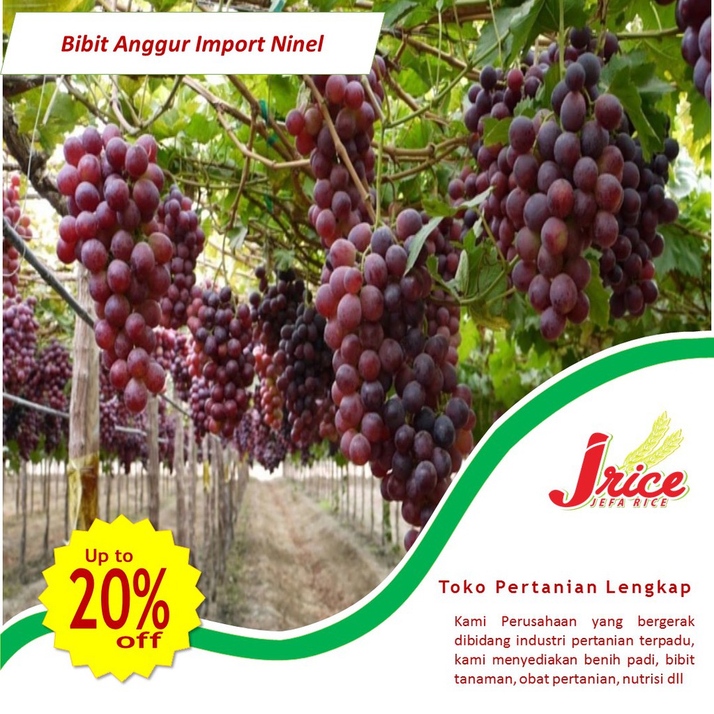 BIBIT ANGGUR NINEL IMPORT SUPER BERKUALITAS