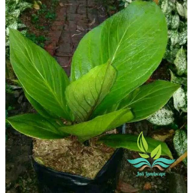 Jual Tanaman hias anthurium jemani cobra/antorium jenmani kobra taneman