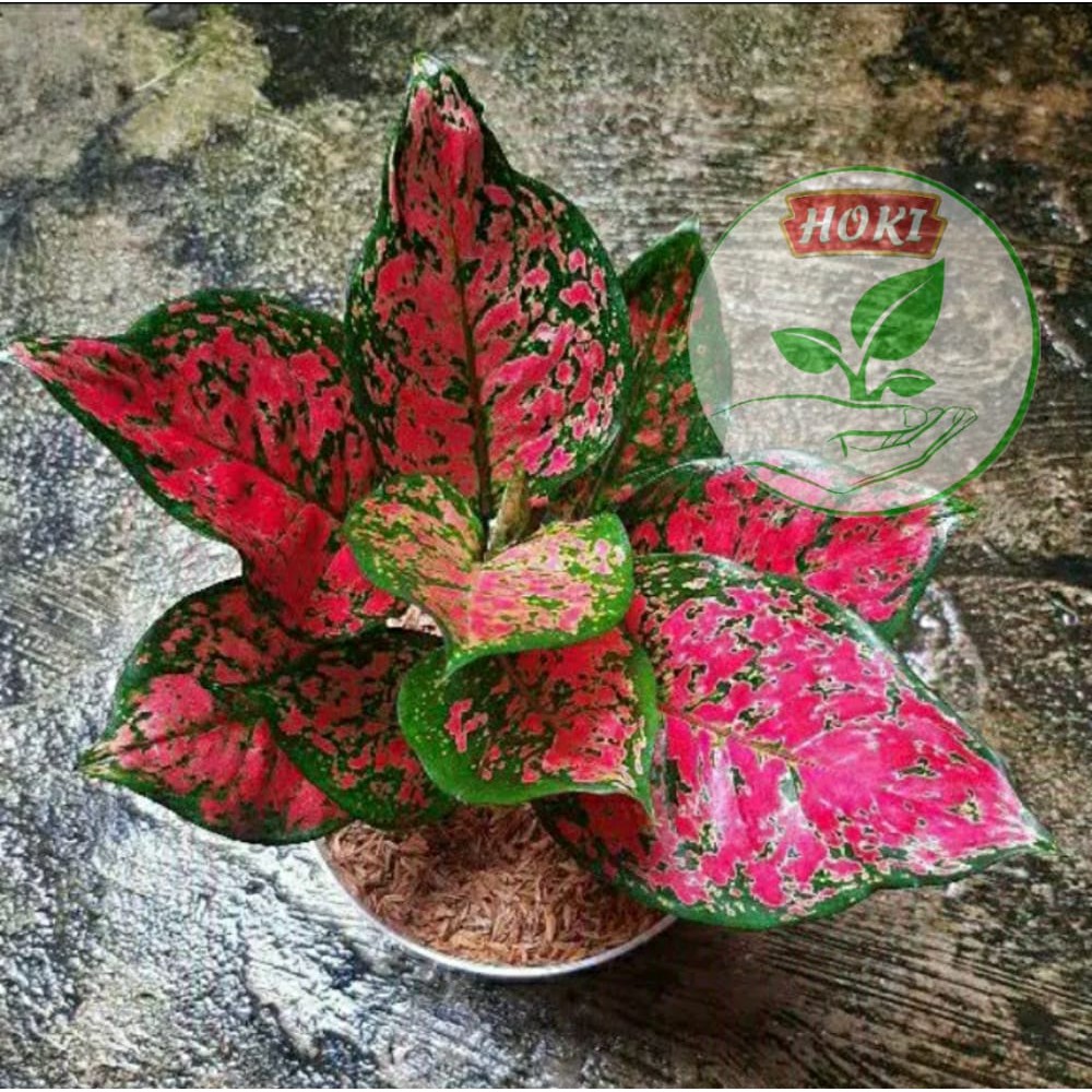 Aglonema Dut Anjamani Remaja