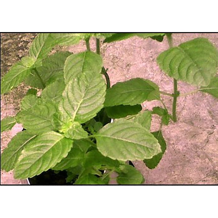 Tanaman Janggelan Cincau Hitam