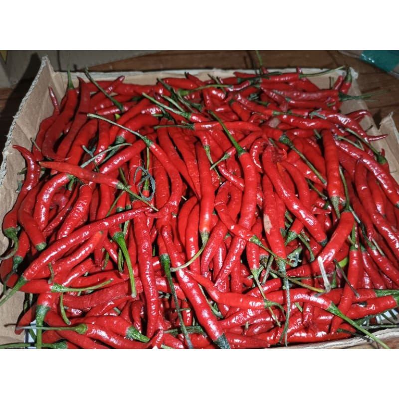 

cabai merah keriting 1kg