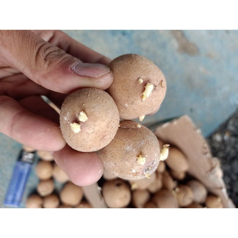 BENIH KENTANG BERKUALITAS GRANOLA L G-0 Per Biji (Minimal pemesanan 500 biji)