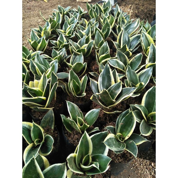 Sansivera pagoda dewasa-sansivera pagoda