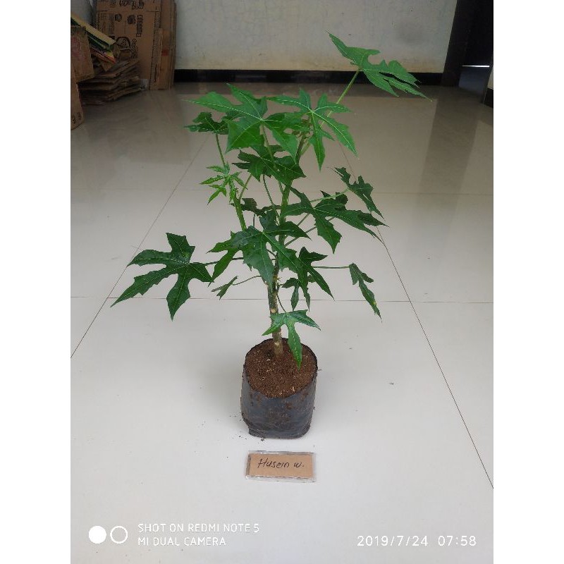 bibit pepaya Jepang pepaya jepang dlm pot