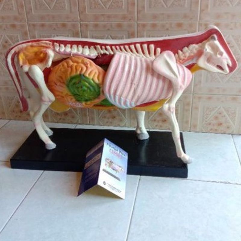 

Torso model sapi atau lembu alat peraga pendidikan