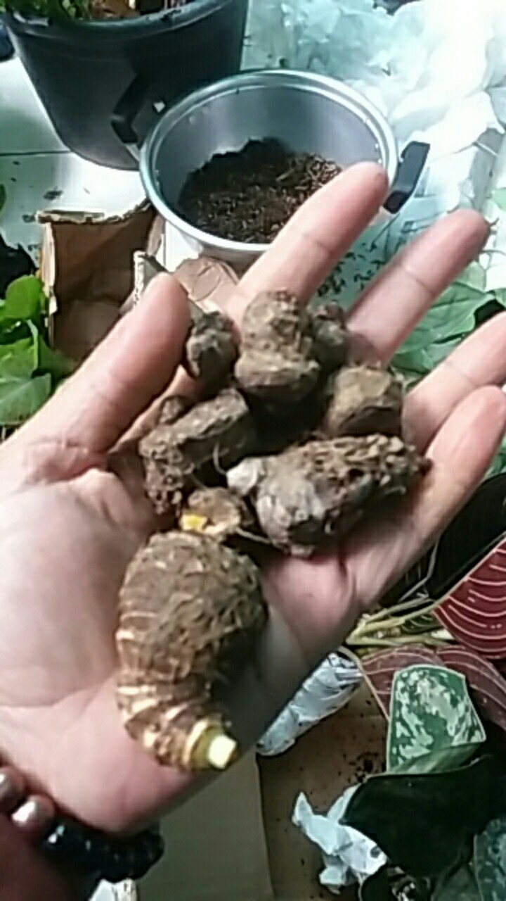 Cladium White Qween Bonggolan