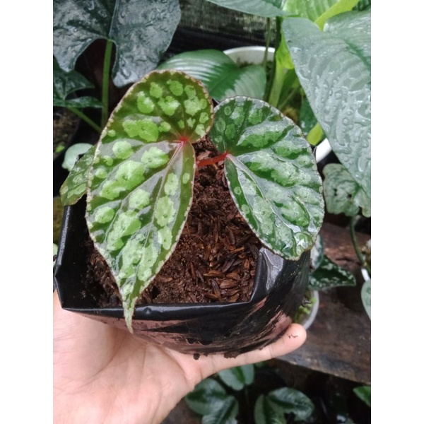begonia sp.
