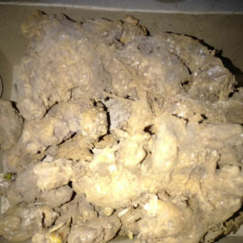 

Bangle Bongley Panglay rimpang segar