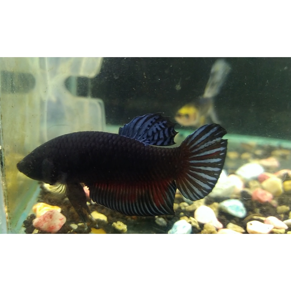 CUPANG BAGAN BLACK KING ADUAN/ HIAS MENTAL BAJA INDUKAN (100%REAL PICT/ SESUAI FOTO)