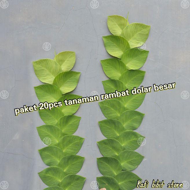 paket 20pcs tanaman rambat dolar besar / tanaman rambat dolar / tanaman dolar besar / tanaman dolar