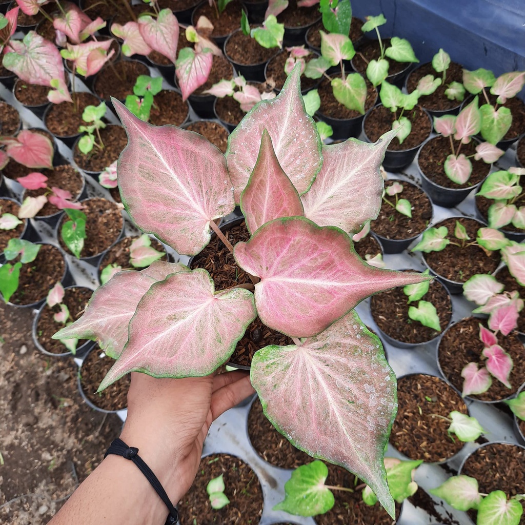 Keladi Ramla Pink Tanaman Hias Hidup Bibit Murah Caladium Ramla Pink Bukan Bonggol