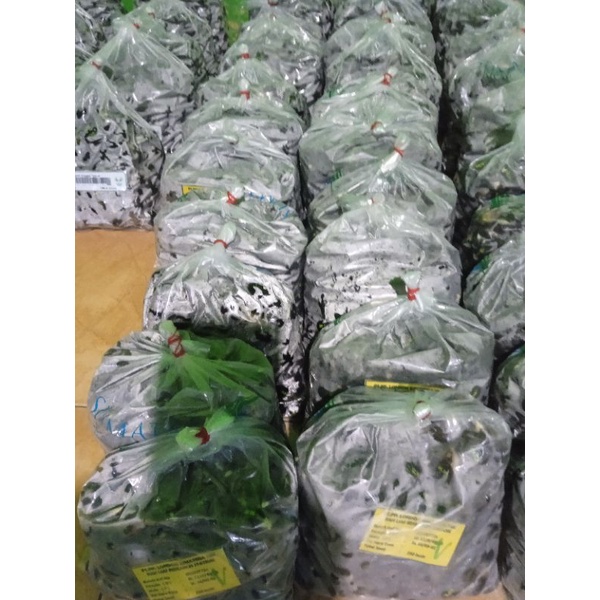 bibit sawit LONSUM asli ungul