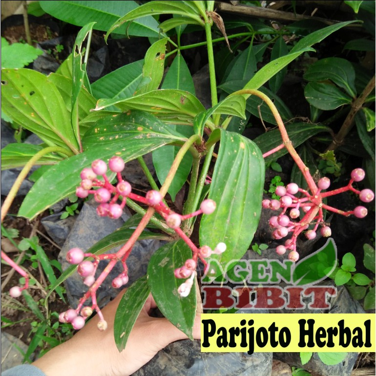 Pohon Buah Parijoto Parijoto Herbal Bibit Tanaman Herbal Penyubur Kandungan Shopee Indonesia