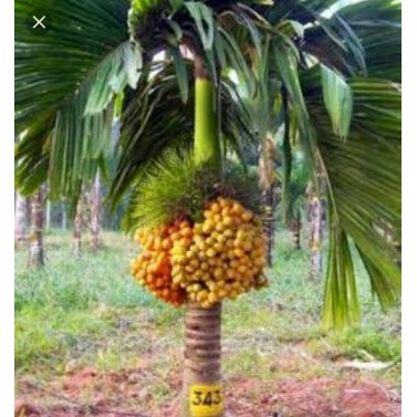 Bibit Pinang Betara Unggul Bibit Buah Pinang Cepat Berbuah