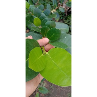 bibit bahan bonsai amplas Taiwan