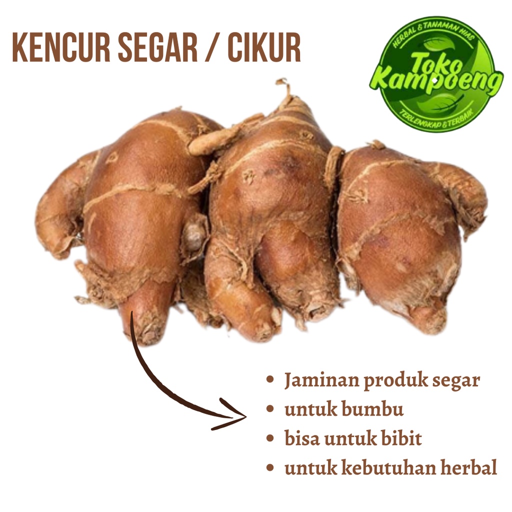 

Terlaris Kencur Segar 200 gram - cikur segar - Bumbu masak dan herbal