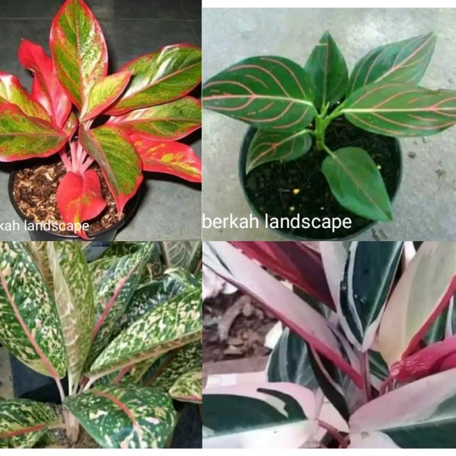 tanaman hias hidup 4 paket..anglonema lipsitik/aglonema Dona Carmen/aglonema rotundum/maranti bali