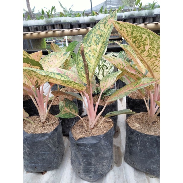 aglonema bigroy indukan