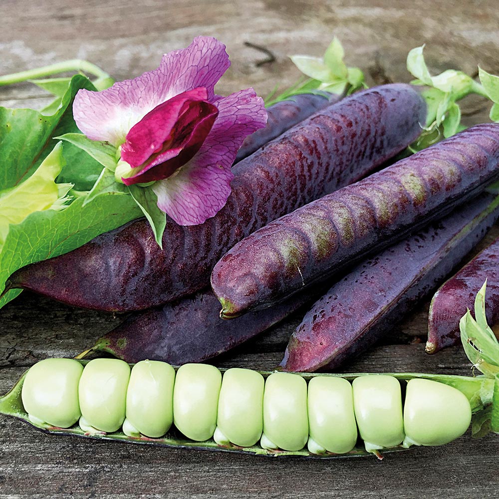 Benih Bibit Biji - Purple Snap Pea Blauwschokker Kacang Polong Ungu Seeds - IMPORT