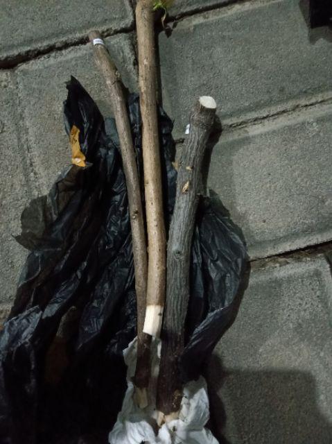 Bougenvile Pink/bambino Baby Alison./ Bogenvil. Bougenville