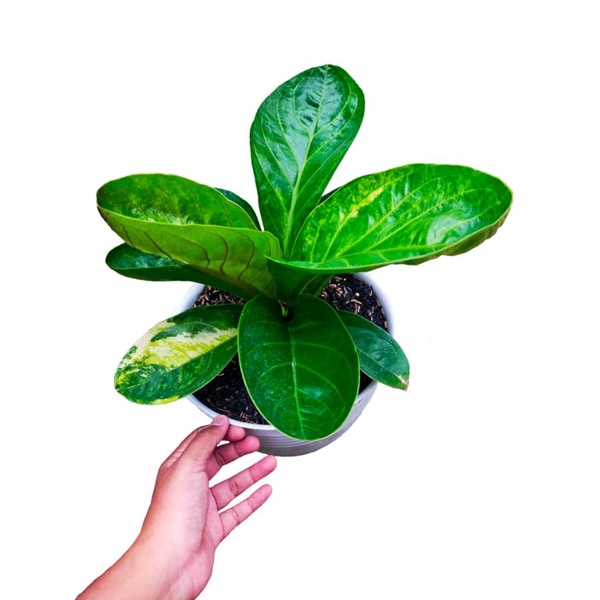 anthurium Jemani Mangkok varigata