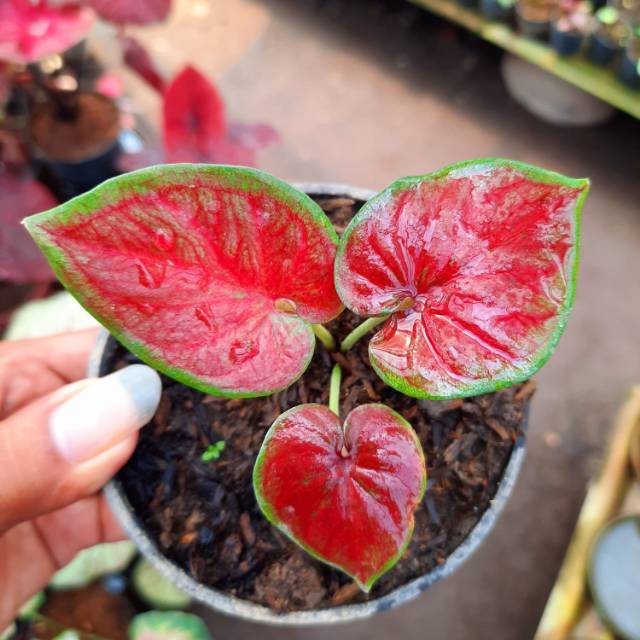 Bunga Tanaman Caladium Red Stardust Caladium Srirejeki Shopee Indonesia