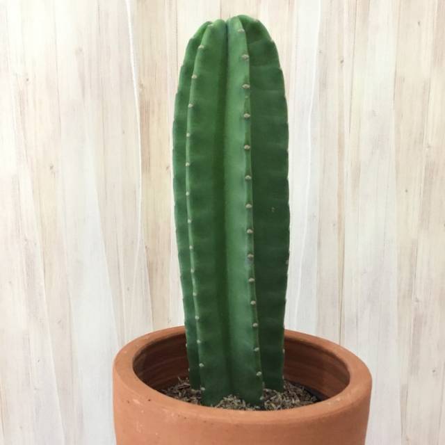 Tanaman Hias  Kaktus  Koboi kaktus  belimbing Shopee 