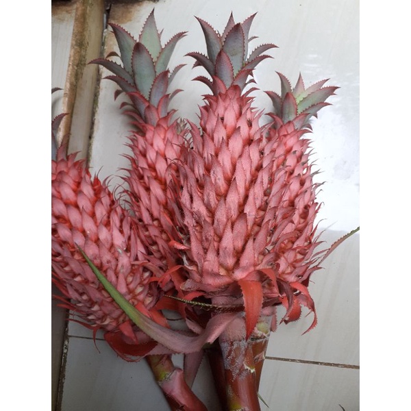 

nanas merah nanas muda nanas hutan