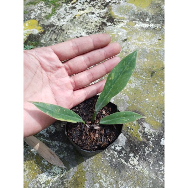 philodendron ring of fire varigata