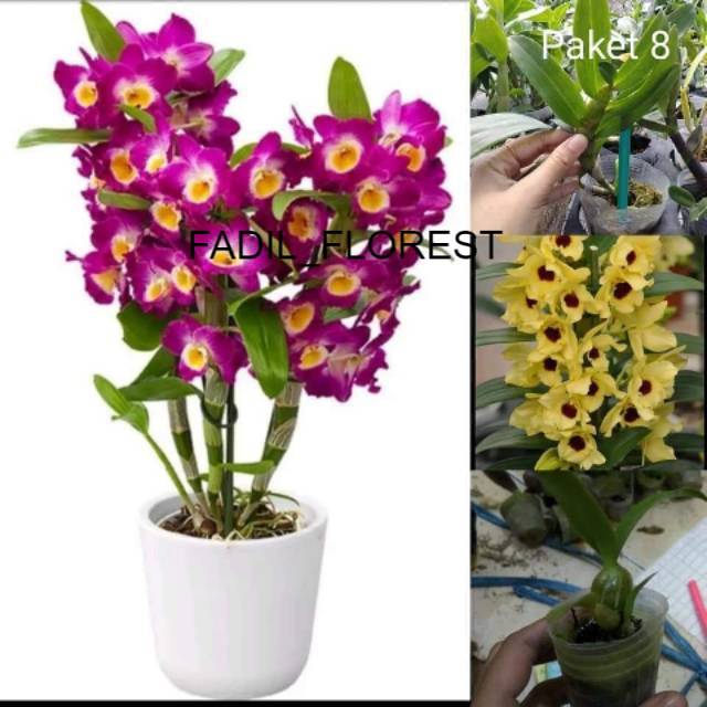 Paket anggrek dendrobium nobile remaja ungu dan seedling kuning FADIL_FLOREST