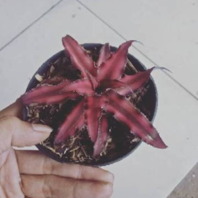 tanaman paludarium/terrarium cryptanthus red - cryptanthus red
