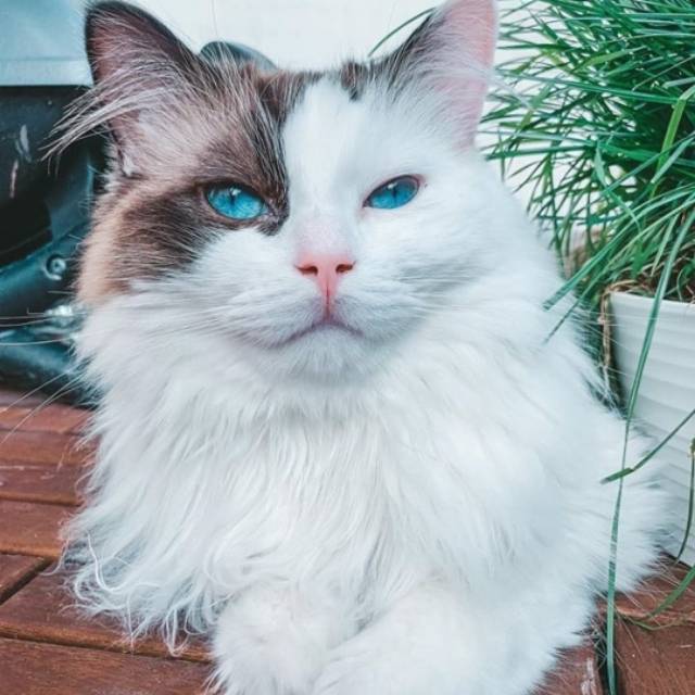 herydoubleone