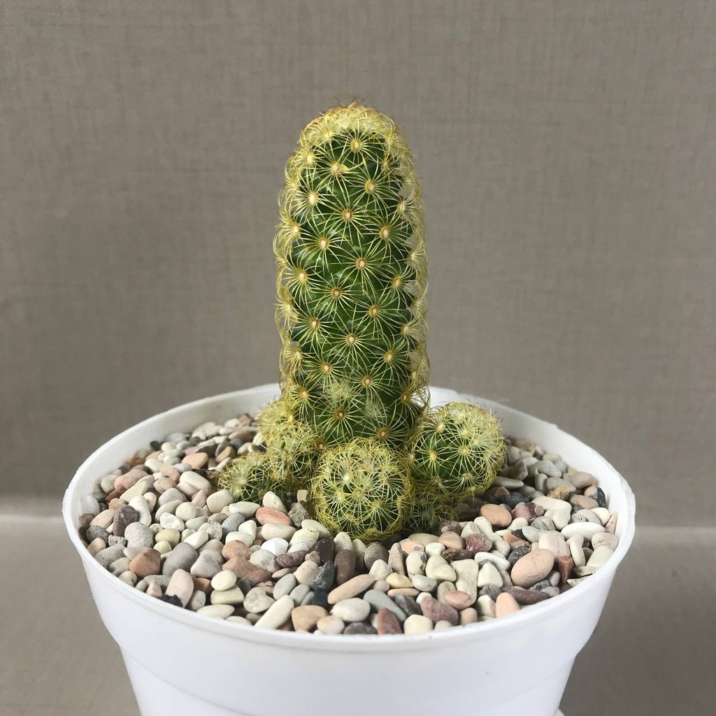 Tanaman Hias Hidup Premium!!! Mamillaria elongata (Free pot Tawon + Batu Warna+ Tatakan pot)