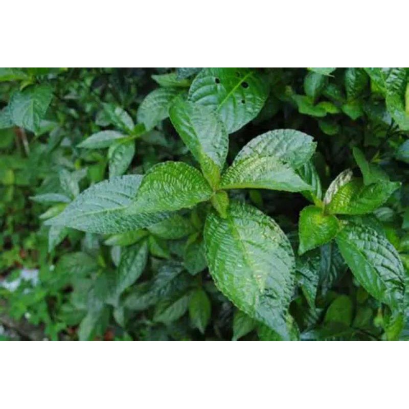 

daun kejibeling 250 gram