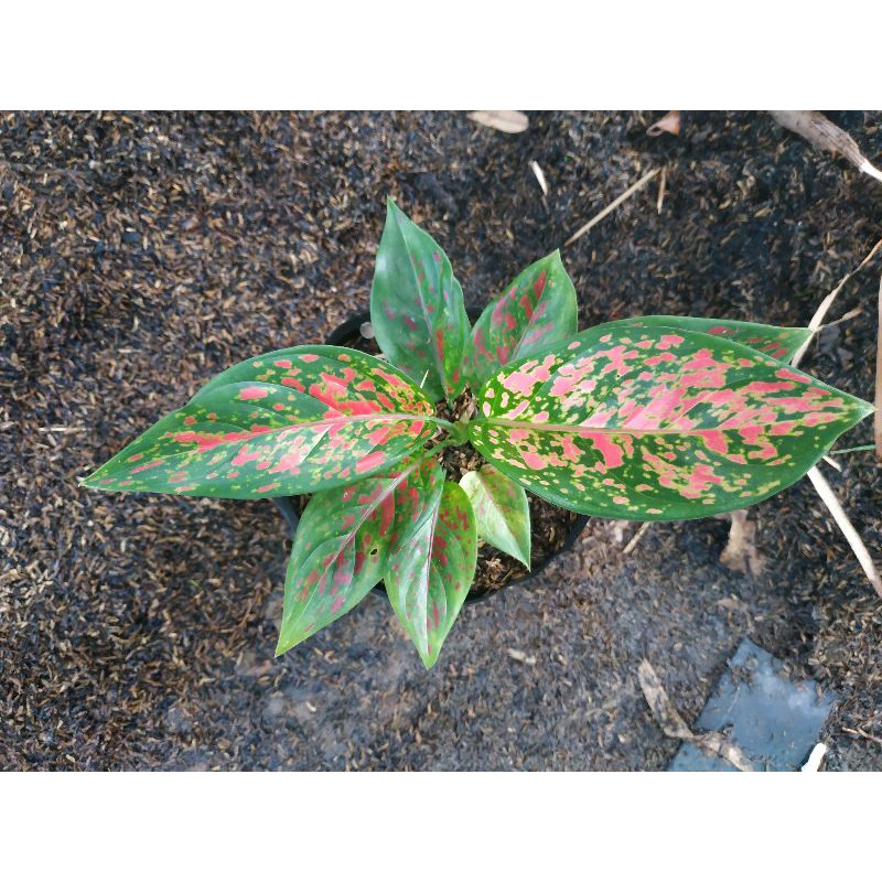 Aglonema Venus / Aglaonema Red venus
