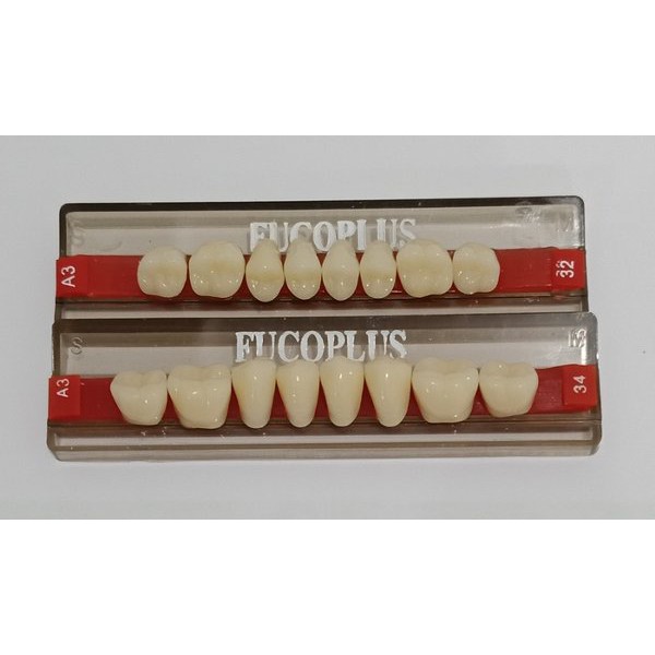 Best Gigi Palsu Posterior Gigi Geraham Fucoplus