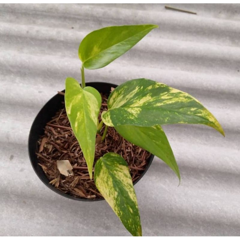 PHILODENDRON EPIPREMNUM VARIGATA YELLOW / MONSTERA EKOR NAGA VARIGATA KUNING