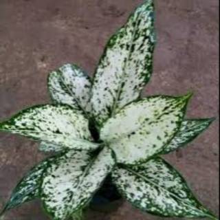 TERLENGKAP Tanaman  hias  aglaonema aglonema  ratu daun 